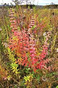 Brilliant Fall Colors in Marengo Ridge Prairie Photograph by Ray Mathis