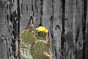 Brilliant Yellow Photograph by Colleen Cornelius
