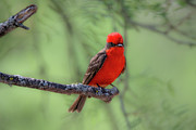 Brilliantly Colored Vermilion Flycatcher Photograph by Debra Martz Brilliantly Colored Vermilion Flycatcher Photograph by Debra Martz