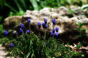 Bring on the purple Photograph by Toni Hopper