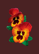 Bronze and Yellow Pansies Photograph by Susan Savad