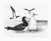 Brown Boobies Drawing by Judith Kunzle