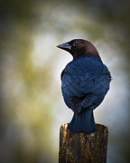 Brown-headed Cowbird Photograph by John Benedict