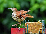 Brown Thrasher Photograph by DB Hayes