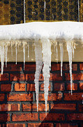 Brrrrr Photograph by Cate Franklyn