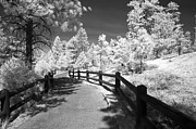 Bryce Canyon Trail Photograph by Mike Irwin