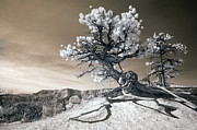 Bryce Canyon Tree Sculpture Photograph by Mike Irwin