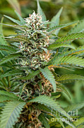 Bubba Kush Marijuana Photograph by Inga Spence Bubba Kush Marijuana Photograph by Inga Spence