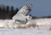 Bubo Scandiacus Photograph by Mircea Costina