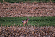 Buck in Corn Stubble Photograph by Brook Burling