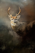 Buck In The Moonlight Painting by Jai Johnson