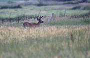 Buck in Velvet 1 Photograph by Brook Burling