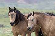 Buckskins Photograph by Ronnie And Frances Howard