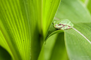 Buddha On Corn Leaf.... Photograph by Paul Vitko