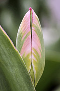 Budding Beauty Photograph by Rona Black