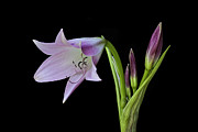 Budding Lily Photograph by Ken Barrett