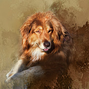 Buddy Photograph by Theresa Tahara