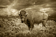 Buffalo Bison at Yellowstone in Sepia Photograph by Randall Nyhof Buffalo Bison at Yellowstone in Sepia Photograph by Randall Nyhof