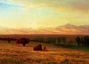 Buffalo on the Plains Painting by Albert Bierstadt
