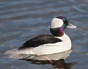 Bufflehead Drake  #2 Photograph by Carl Olsen