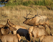 Bull Elk with his Harem Photograph by Ronald Lutz Bull Elk with his Harem Photograph by Ronald Lutz