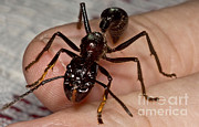 Bullet Ant On Hand Photograph by Dant Fenolio