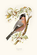 Bullfinch Restored Digital Art by Sapiens Verbum