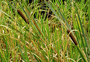 Bulrush. Photograph by Elena Perelman