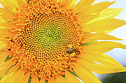 Bumble Bee with Pollen Sacs Photograph by Joni Eskridge Bumble Bee with Pollen Sacs Photograph by Joni Eskridge