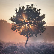 Burst Photograph by Chris Dale