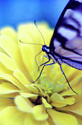Burst of Color Photograph by Carole Gordon