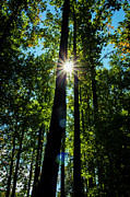 Burst of Light Photograph by Denise Harty