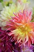 Burst of Sunshine Photograph by Carole Gordon