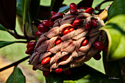 Bursting Forth Photograph by Christopher Holmes Bursting Forth Photograph by Christopher Holmes