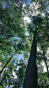 Bush Trees Photograph by Michael Blaine