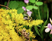 Busy as a Bee Print Photograph by Gwen Gibson Busy as a Bee Print Photograph by Gwen Gibson