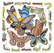 Butterflies Moths Caterpillars Painting by Lucy Arnold