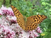 Butterfly Argynnis paphia  Photograph by Eva-Maria Di Bella