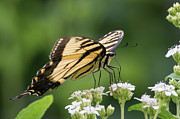 Butterfly Drinking Photograph by John Benedict Butterfly Drinking Photograph by John Benedict