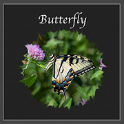 Butterfly Photograph by Holden The Moment