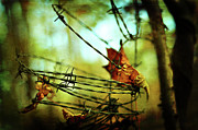 Butterfly Net Photograph by Rebecca Sherman