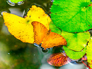 Butterfly On Lilies Photograph by Jerry Cahill