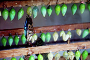 Butterfly With Butterfly Chrysalis 1 Photograph by Andee Design
