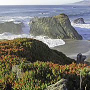By the Sea Photograph by Joyce Creswell