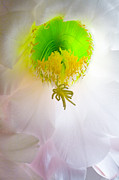 Cactus Bloom Number Six Photograph by Bob Coates