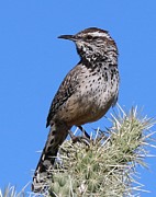 Cactus Wren - 2 Photograph by Christy Pooschke Cactus Wren - 2 Photograph by Christy Pooschke