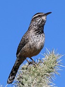 Cactus Wren - 3 Photograph by Christy Pooschke Cactus Wren - 3 Photograph by Christy Pooschke