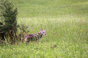Cades Cove Predator Photograph by Andrea Silies