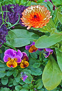 Calendula and Pansies Photograph by Janis Senungetuk