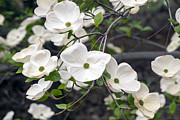 California Dogwood Photograph by Frank Wilson